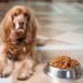 Senior Savor: The Ultimate Guide to Nourishing Your Aging Pup with the Best Food for Older Dogs