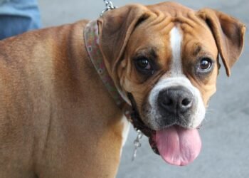 Find the Best Dog Potty Training Near You: Expert Tips and Techniques for Success