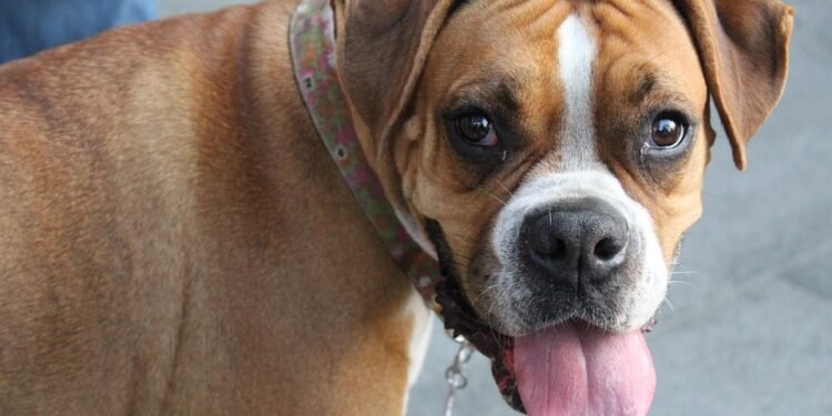 Find the Best Dog Potty Training Near You: Expert Tips and Techniques for Success