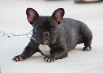 Unleash Your Dog’s Potential: Top-Rated Training Schools Near You