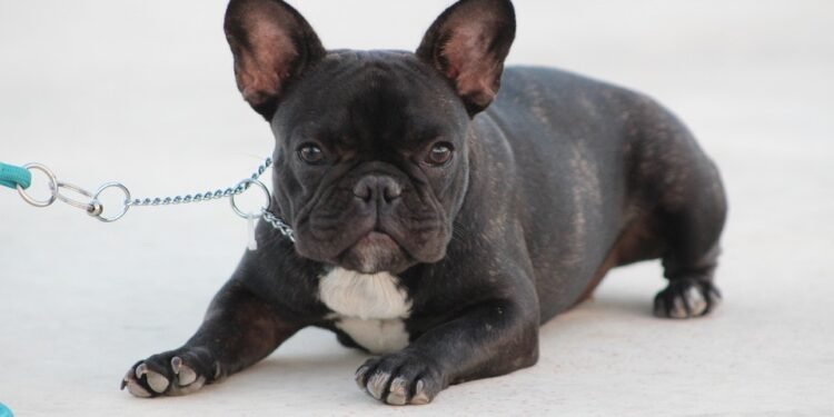 Unleash Your Dog’s Potential: Top-Rated Training Schools Near You