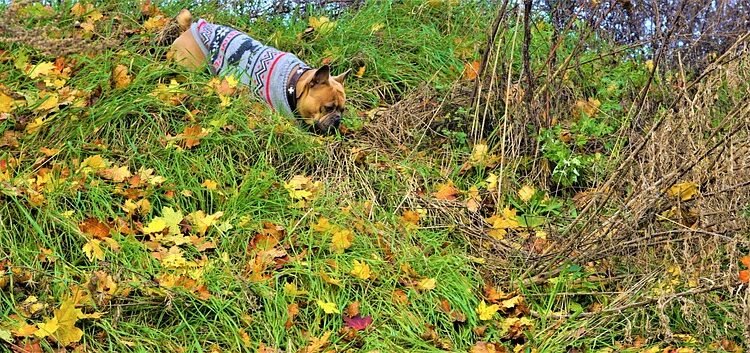 Pawsitively Stylish: The Ultimate Guide to Dog Socks for Fashionable Furry Friends