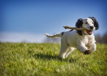 Budget-Friendly Pup School: Affordable Dog Training Tips and Tricks