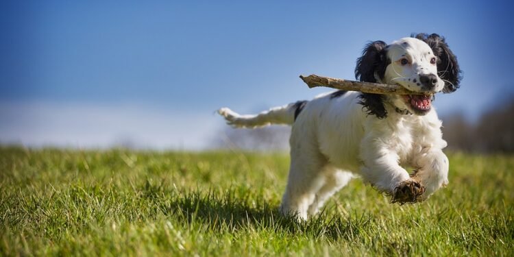 Budget-Friendly Pup School: Affordable Dog Training Tips and Tricks