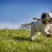 Budget-Friendly Pup School: Affordable Dog Training Tips and Tricks
