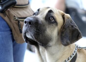 Unleash Your Dog’s Potential: Discover the Best Dog School Near You!