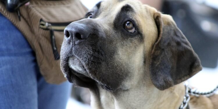 Unleash Your Dog’s Potential: Discover the Best Dog School Near You!