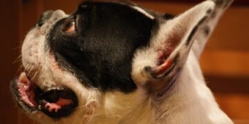 Unleash Your Dog’s Potential: The Ultimate Training Camp Near You!