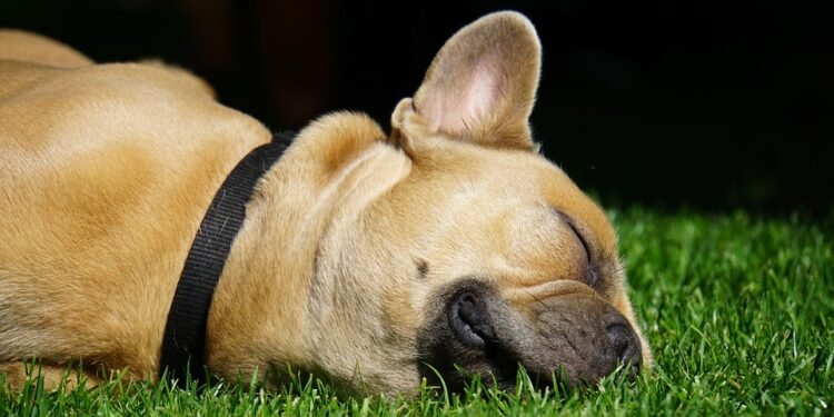 Fashion Forward Fido: The Trendiest Dog Jeans for Your Stylish Pup