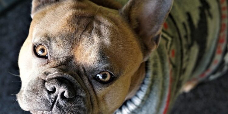 Pawsitively Stylish: The Ultimate Guide to Doggie Socks