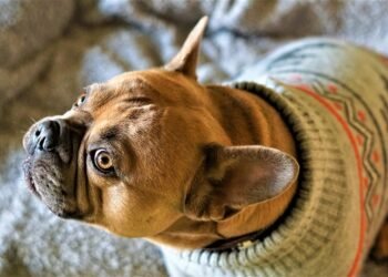 Pawsitively Stylish: The Ultimate Guide to Dog Pants Fashion