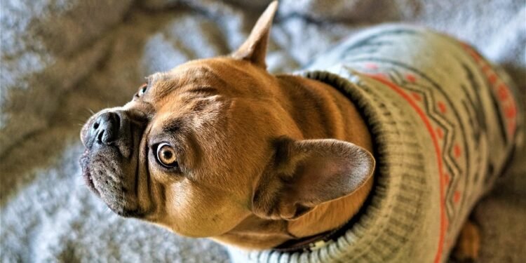 Pawsitively Stylish: The Ultimate Guide to Dog Pants Fashion