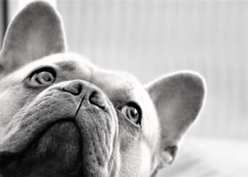 Paws and Relax: Discovering the Best Dog-Friendly Resorts in Your Area