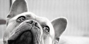 Paws and Relax: Discovering the Best Dog-Friendly Resorts in Your Area