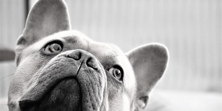 Paws and Relax: Discovering the Best Dog-Friendly Resorts in Your Area