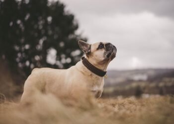 Pawsitively Adorable: The Ultimate Guide to Cute Dog Collars for Your Furry Friend