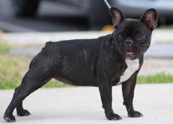 The Ultimate Guide to Dog Potty Training: Find Expert Help Near You