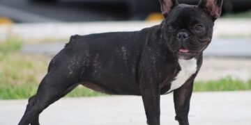 The Ultimate Guide to Dog Potty Training: Find Expert Help Near You