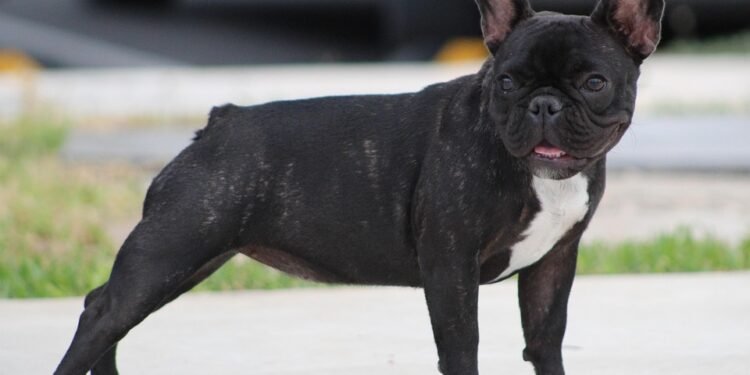 The Ultimate Guide to Dog Potty Training: Find Expert Help Near You