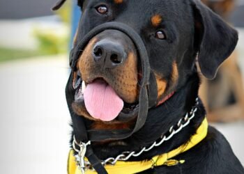 The Secret to Perfect Pups: Expert Private Dog Training Tips Revealed!