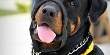 The Secret to Perfect Pups: Expert Private Dog Training Tips Revealed!