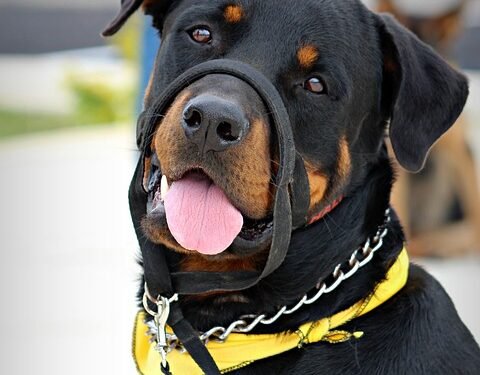 The Secret to Perfect Pups: Expert Private Dog Training Tips Revealed!