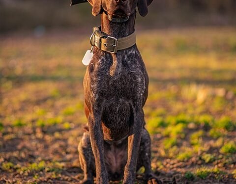Pawsitively Perfect: Unleashing Your Dog’s Full Potential at the Best Dog School Near You