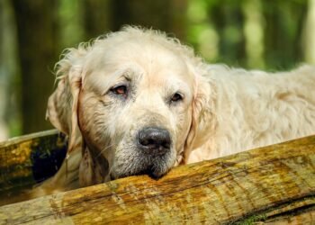 Unleash Your Pup’s Potential: Find the Best Dog School Near You!