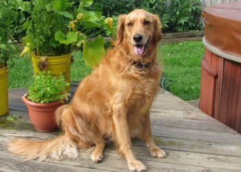 Paws and Play: The Best Dog-Friendly Beaches for Your Furry Friend