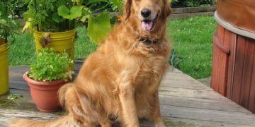 Paws and Play: The Best Dog-Friendly Beaches for Your Furry Friend