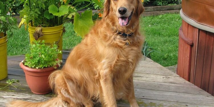 Paws and Play: The Best Dog-Friendly Beaches for Your Furry Friend