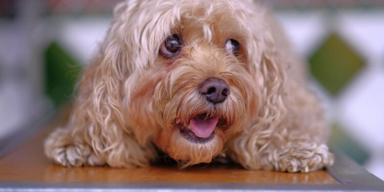 Pawsome Eats: Discovering the Best Dog-Friendly Restaurants Near You