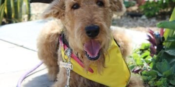 Affordable Paws-itivity: Budget-Friendly Dog Training Solutions for a Well-Behaved Pup