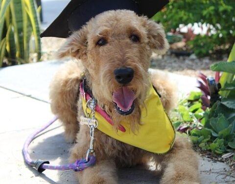 Affordable Paws-itivity: Budget-Friendly Dog Training Solutions for a Well-Behaved Pup