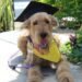 Affordable Paws-itivity: Budget-Friendly Dog Training Solutions for a Well-Behaved Pup