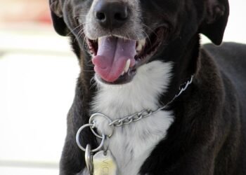 Unleash Your Dog’s Potential: Find the Best Dog Training Camp Near You!