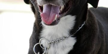 Unleash Your Dog’s Potential: Find the Best Dog Training Camp Near You!