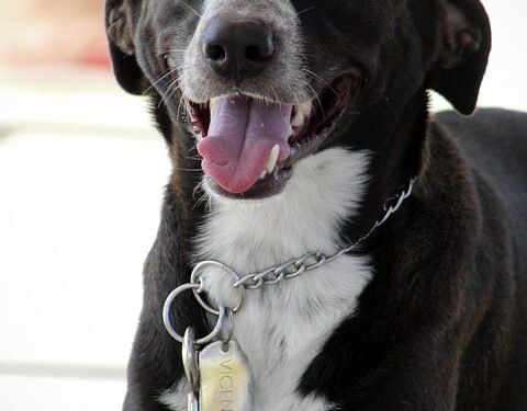 Unleash Your Dog’s Potential: Find the Best Dog Training Camp Near You!