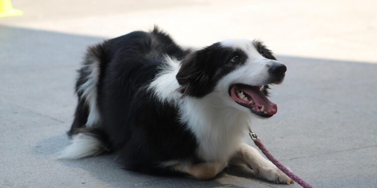 Mastering Potty Training: Find Expert Help Near You for Your Dog’s Success!