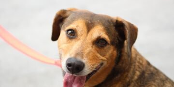 The Secret to Unleashing Your Dog’s Potential: Private Training Sessions Revealed