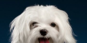 500 Holiday Inspired Dog Names