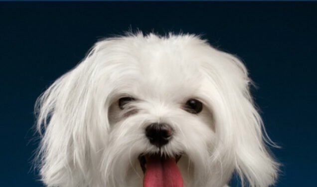 500 Holiday Inspired Dog Names