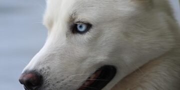 Pawsitively Paw-some: Unlocking Your Dog’s Social Potential with our Socialization Classes!