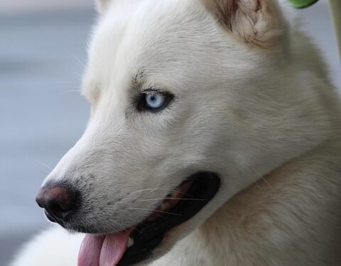 Pawsitively Paw-some: Unlocking Your Dog’s Social Potential with our Socialization Classes!