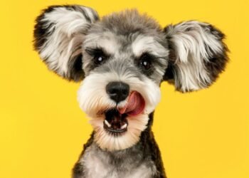 A list of 300 Italian dog names for pet owners seeking inspiration.