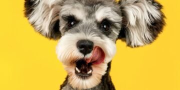 A list of 300 Italian dog names for pet owners seeking inspiration.