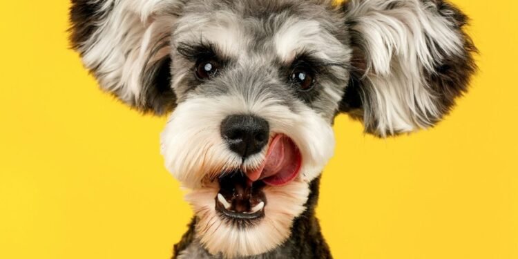 A list of 300 Italian dog names for pet owners seeking inspiration.