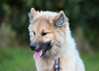 Ultimate Control: The Tactical Dog Collar for [Dog’s Name]