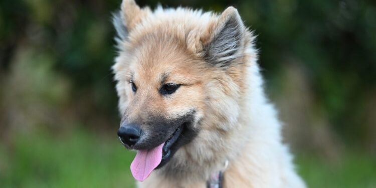 Ultimate Control: The Tactical Dog Collar for [Dog’s Name]