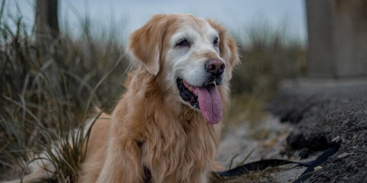 Unleash Your Dog’s Potential: Find the Perfect Training Camp Near You